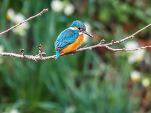 野鳥観察　カワセミ 2021.2.8