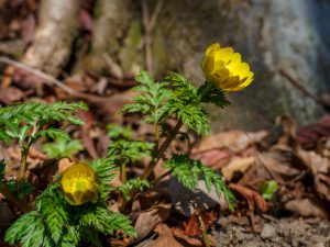 入道ケ岳（鈴鹿山系）登山