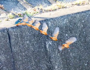 カワセミの飛び出し連続写真