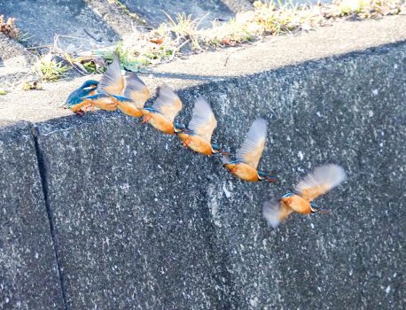 カワセミの飛び出し連続写真
