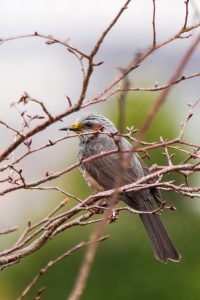 自然観察　桜の花芽　2021.3.4