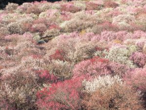 いなべの梅林とホオジロ 2021.3.5