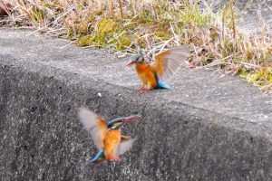 カワセミファミリー 2021.3.1