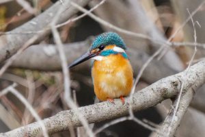 野鳥観察　県民の森　2021.3.1
