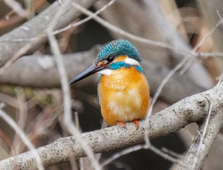 野鳥観察　県民の森　2021.3.1