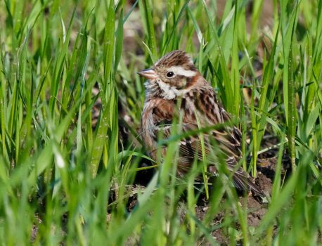 野鳥観察　鈴鹿川　2021.3.3