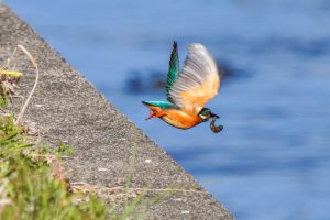 カワセミの生活　2021.3.3