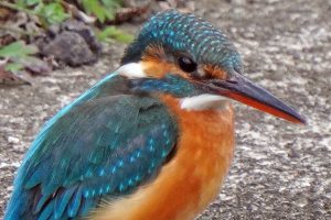 野鳥撮影機材　Sony α7RⅣ 2021.3.5