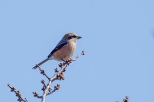 野鳥観察　亀山の公園　ツグミ、ジョウビタキ、マヒワ、メジロなど　2021.3.14