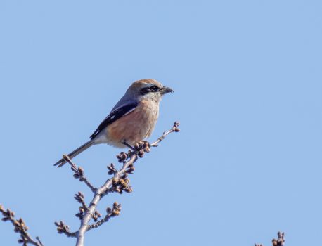 野鳥観察　亀山の公園　ツグミ、ジョウビタキ、マヒワ、メジロなど　2021.3.14