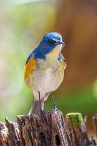 野鳥の観察　県民の森　アオジ、エナガ、ルリビタキ、ミヤマホオジロ、カワセミなど　2021.3.15