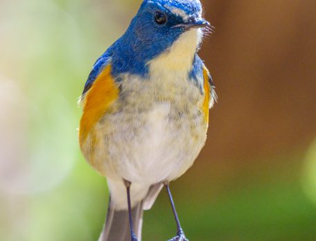 野鳥の観察　県民の森　アオジ、エナガ、ルリビタキ、ミヤマホオジロ、カワセミなど　2021.3.15