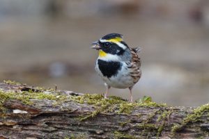 野鳥観察　県民の森　ルリビタキ、ヤマガラ、ミヤマホオジロなど　2021.3.16