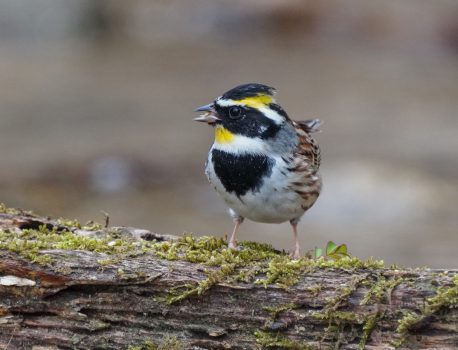 野鳥観察　県民の森　ルリビタキ、ヤマガラ、ミヤマホオジロなど　2021.3.16