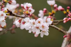 桜と野鳥　カワセミのオスとメス、コゲラ　2021.3.20