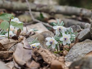 藤原岳（鈴鹿山系）孫太尾根の花　セツブンソウ、フクジュソウなど　2021.3.9