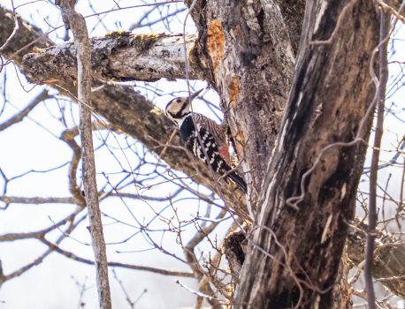 頭蛇ケ平（鈴鹿山系）春の花と野鳥 　オオアカゲラ、コガラ、ヤマガラ、フクジュソウ、セツブンソウなど　2021.3.11