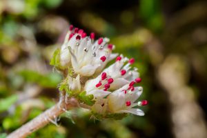 入道ケ岳花と野鳥　トウゴクサバノオ、シロバナネコノメソウ、コゲラなど　　2021.3.17