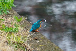 春の小川のカワセミの魚とり　桜と菜の花　2021.3.25