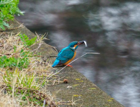 春の小川のカワセミの魚とり　桜と菜の花　2021.3.25
