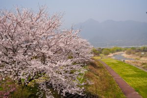 鈴鹿山麓の桜 Sony A7Ⅳ　FE24-70mm F4.0