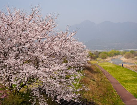 鈴鹿山麓の桜 Sony A7Ⅳ　FE24-70mm F4.0