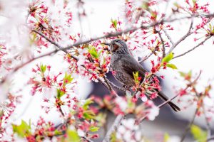桜の花が散り始めた、コサギが活発になってきた　2021.4.5