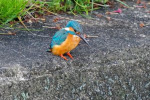 身近な野鳥　コサギ、カワセミ、アオサギなど 2021.4.18