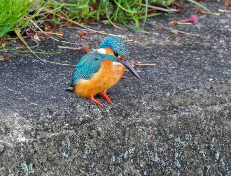 身近な野鳥　コサギ、カワセミ、アオサギなど 2021.4.18