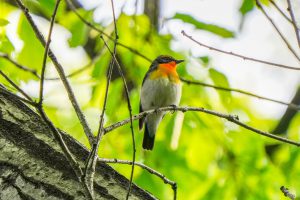 キビタキがやってきた　岸岡山公園　2021.4.24