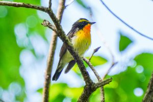 キビタキ　県民の森で　2021.4.26