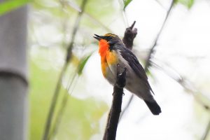 キビタキ　岸岡山公園