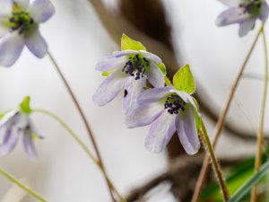 国上山で花ハイク新潟の山 カタクリ、ショウジョウバカマなど　2021.3.26