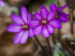 角田山の花ハイク　オオミスミソウ、カタクリ　2021.3.27