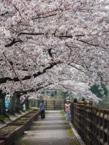 鈴鹿山麓の桜　OLYMPUS EM1mark3 M.ZUIKO ED40-150mm　三滝川（菰野町）、青川（いなべ）