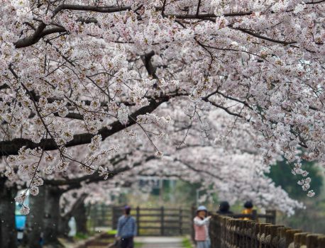 鈴鹿山麓の桜　OLYMPUS EM1mark3 M.ZUIKO ED40-150mm　三滝川（菰野町）、青川（いなべ）