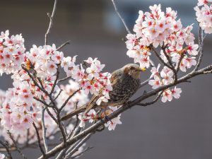 桜の花咲く風景と野鳥 ヒヨドリ、スズメ、アケビの花　2021.4.1