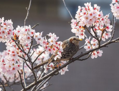 桜の花咲く風景と野鳥 ヒヨドリ、スズメ、アケビの花　2021.4.1