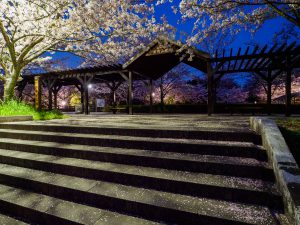 岸岡山公園の夜桜　カメラ撮影　2021.4.1