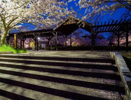 岸岡山公園の夜桜　カメラ撮影　2021.4.1