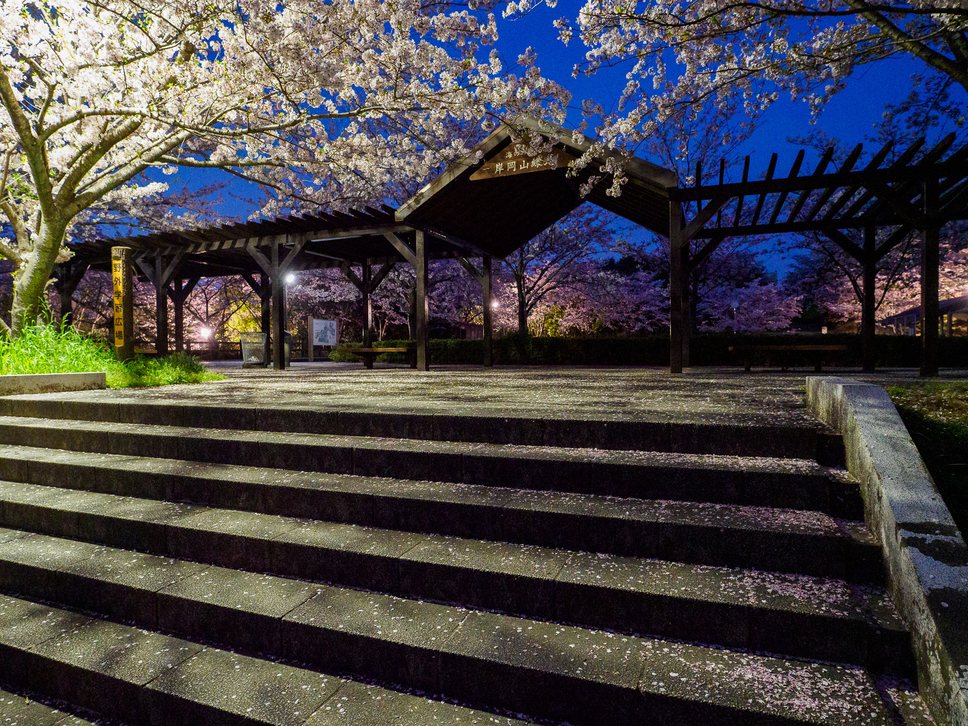 岸岡山公園の夜桜　カメラ撮影　2021.4.1