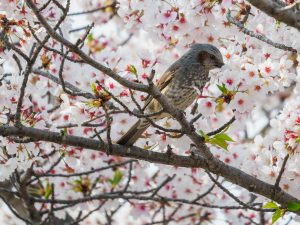 桜の花と野鳥 ヒヨドリ、スズメ、ハクセキレイ、カワセミ　2021.4.2