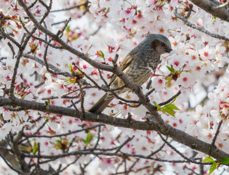 桜の花と野鳥 ヒヨドリ、スズメ、ハクセキレイ、カワセミ　2021.4.2