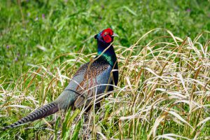 今年も畑にキジが来た 2021.4.7