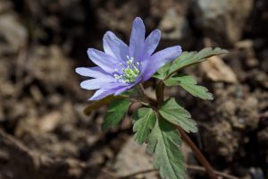 御池岳の草花と野鳥　キクザキイチゲ、アオゲラ、アカゲラなど　2021.4.12