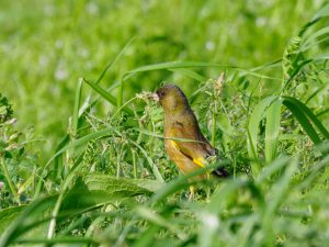 野鳥　定点観察　カワラヒワ、ケリ、ツグミ、ハクセキレイなど　2021.4.14