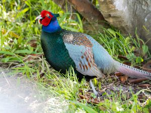 畑仕事に行ったらキジがいた 2021.4.18