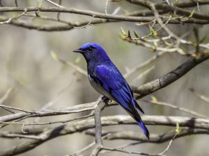 愛知川散策　鈴鹿山系　野鳥はオオルリ、ヒガラ、コガラなど、花はヤマシャクヤク、タムシバなど 2021.4.20