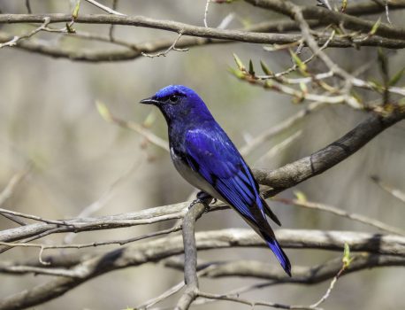 愛知川散策　鈴鹿山系　野鳥はオオルリ、ヒガラ、コガラなど、花はヤマシャクヤク、タムシバなど 2021.4.20