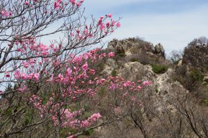 鈴鹿山系の鎌尾根を歩く　花はアカヤシオ、タムシバ、ハルリンドウ、ミツバツツジ、野鳥はアオゲラ、ウグイスなど　2021.4.22